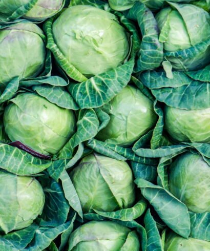 Cabbage