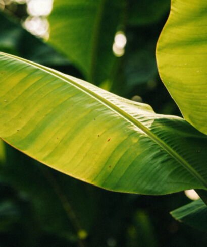 Banana Leaf