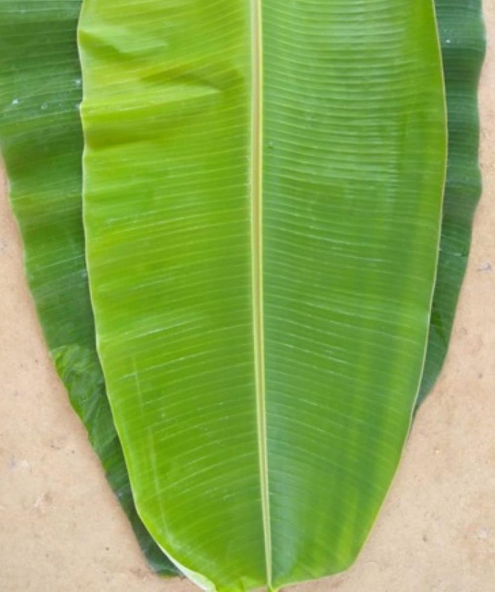 Banana Leaf - Image 2