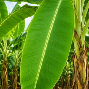 Banana Leaf