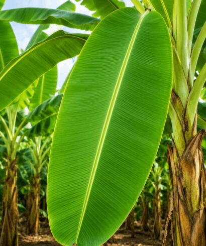 Banana Leaf