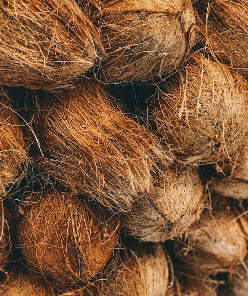 Coconut - Image 2