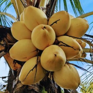 Coconut