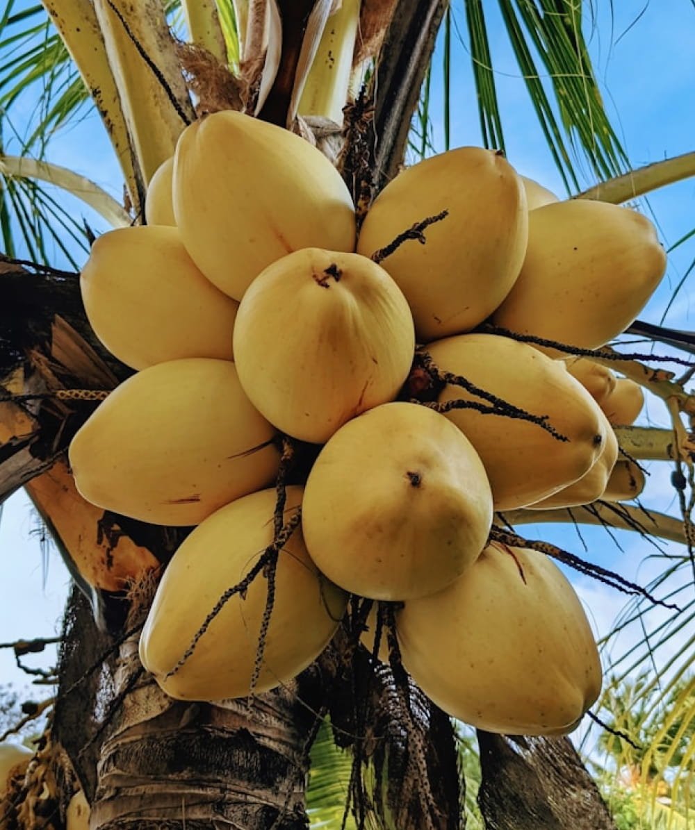 Coconut