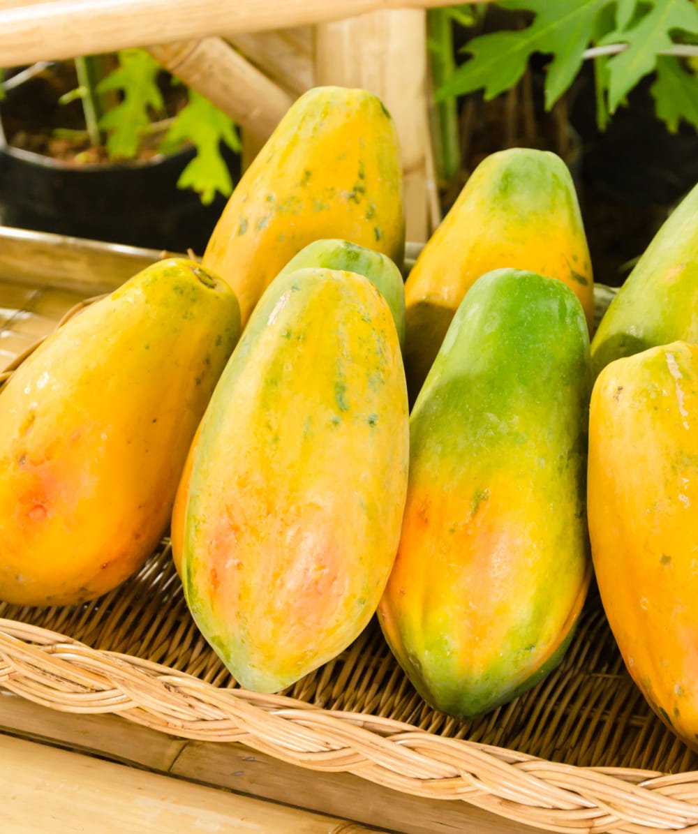 Papaya